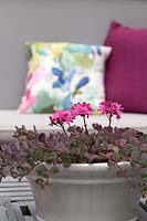 Lewisia cotyledon and Sedum in white glazed pot on table with cushions beyond