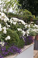 Rosa 'Iceberg' and Lavandula 'Hidcote' in raised bed with grey painted retaining wall under fig trees