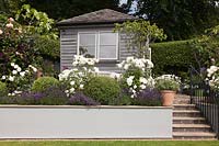 Rosa 'Iceberg' and lavender in raised beds with grey painted retaining wall under fig trees with summerhouse behind 