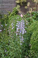 Penstemon 'Stapleford Gem' with clipped box and slatted fence behind