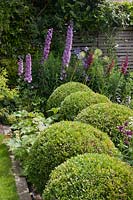 Clipped box balls, Delphinium 'Magic Fountains Lilac Pink' and Digitalis hybrida Foxlight 'Plum gold', Cheshire