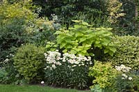Shrubs and perennials with Catalpa bignonioides 'Aurea', Leucanthemum 'Broadway Lights' and Lonicera nitida 'Lemon Beauty' 