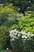 Shrubs and perennials with Catalpa bignonioides 'Aurea', Leucanthemum 'Broadway Lights' and Lonicera nitida 'Lemon Beauty'