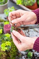 Woman pushing wire through Sempervivum rosette in order to attach to wreath. 
