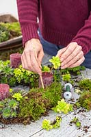 Woman using wooden stick to create hole in wreath of Sempervivum stem. 