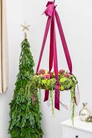 Hanging succulent advent wreath with Sempervivum Bronco, Crassula and Hoya linearia, red pillar candles and red ribbons. Single candle lit for first Sunday in advent. 