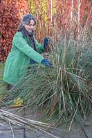 Woman cutting back old stems of Stipa gigantea in winter