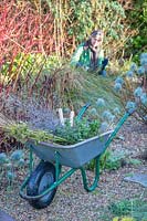 Wheelbarrow full of Winter cuttings with woman in background cutting back and tidying a gravel garden