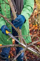 Woman using a large pruning saw to prune a Plum 'Victoria' Tree in Winter