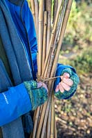 Woman using garden twine to tie up bamboo canes into a bundle ready for storing inside over winter