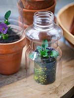 Plastic bottles used as cloches over Viola grown in paper pot