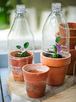 Plastic bottles used as cloches over Viola in vintage terracotta pots