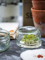 Small glass jar used as a cloche over cress grown on cotton wool