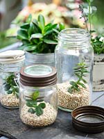 Using recycled glass jars as terrariums with gravel and Crassula argentea - Money Tree - plant