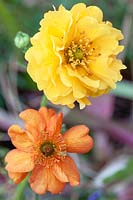 Geum avens 'Lady Stratheden' and Geum avens 'Totally Tangerine'