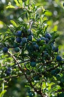 Prunus spinosa - Blackthorn or Sloe - berries 