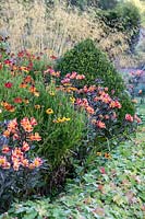 Colourful border with Alstroemeria and Helenium 
