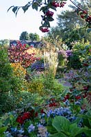 Overview of flower beds with house beyond, berried tree in foreground