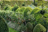 Buxus topiary hedging, Malus 'Kidd's Orange Red' apple espalier