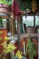 Flowers and seed heads hanging out to dry in an old fashioned garden room