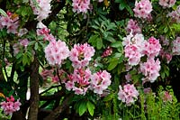 Rhododendron 'Pink Pearl' 