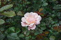 Rosa 'Valentine Heart' - Floribunda Rose