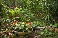 Shallow circular pots of Anthurium in a tropical garden 
