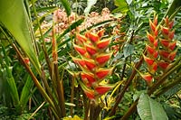 Heliconia rostrata in a tropical garden