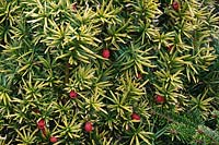 Taxus baccata - Yew - showing berry-like fruits