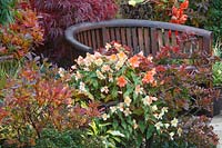 Begonias, acers and azaleas by a bench 