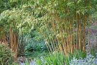 Phyllostachys bambusoides 'Cashilloni' - Bamboo