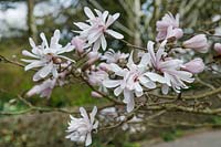 Magnolia stellata 'King Rose' 