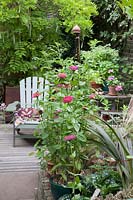 Small garden with Adirondack chair and pots of Zinnia 'Queen Red Lime' and 'Fireworks Purple Prince'