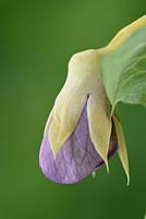 Pisum sativum 'Golden Sweet' - Climbing Mangetout Pea - flower detail