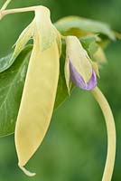Pisum sativum 'Golden Sweet' - Climbing Mangetout Pea - flower and pod 