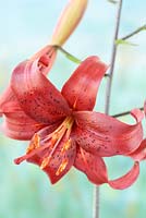 Lilium 'Red Velvet' - Asiatic Lily  