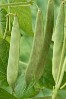Phaseolus vulgaris 'Borlotto di Vigevano Nano' - Dwarf French Bean - young pods to pick young to use whole as green beans 