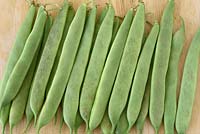 Phaseolus vulgaris 'Borlotto di Vigevano Nano' - Dwarf French Bean - picked young pods to use whole as green beans  