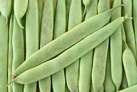 Phaseolus vulgaris 'Borlotto di Vigevano Nano' - Dwarf French Bean - picked young pods to use whole as green beans 