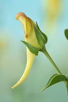 Linaria dalmatica - Large Yellow or Balkan Toadflax 