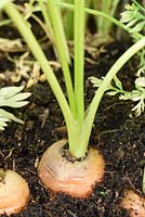 Daucus carota 'Chantenay Red Cored' - Carrot - growing in compost 