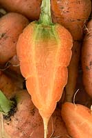 Daucus carota 'Chantenay Red Cored' - Carrot - freshly pulled young carrot  cut in half  