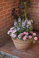 Trailing Verbena - Lanai 'Pink Twister' 'Cane Early' and Angelonia Archangel Series 'Angelface Wedgewood Blue' in container