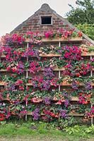 Wall of Petunias on old barn - Filby village Norfolk