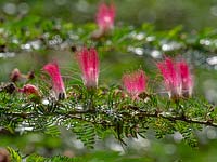 Albizia julibrissin - Persian Silk Tree in flower Costa Rica
