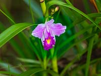  Arundina graminifolia - Bamboo orchid  Costa Rica  March