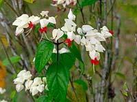 Clerodendrum thomsoniae - Bleeding heart vine  Costa Rica 
