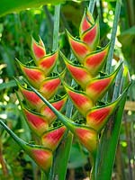 Heliconia wagneriana - Rainbow Plant, Lobster-Claw, Easter Heliconia in Costa Rica  March