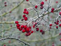 Crataegus monogyna - Hoar frost on Hawthorn berries