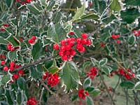 Ilex aquifolium Wild Holly with covering of frost